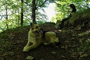 24 Entriamo nel bosco e sostiamo all'ombra